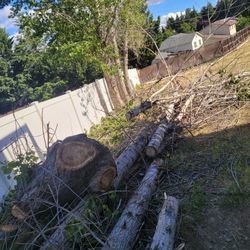 Free Wood!