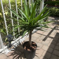 Yucca Plant 