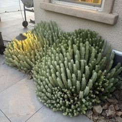 Cactus Plants For Sale Post #2