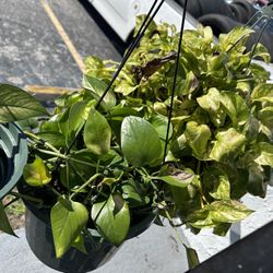 Hanging Plants $10-20 