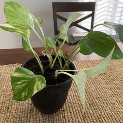 Plant, plant..     Please! 