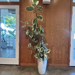 Huge Indoor Plant 