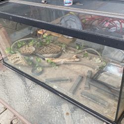 Lizard Tank Or Tank For Dry Habitat 