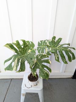Monstera Thai Constellation Plant 6" Pot - Indoor House Plants