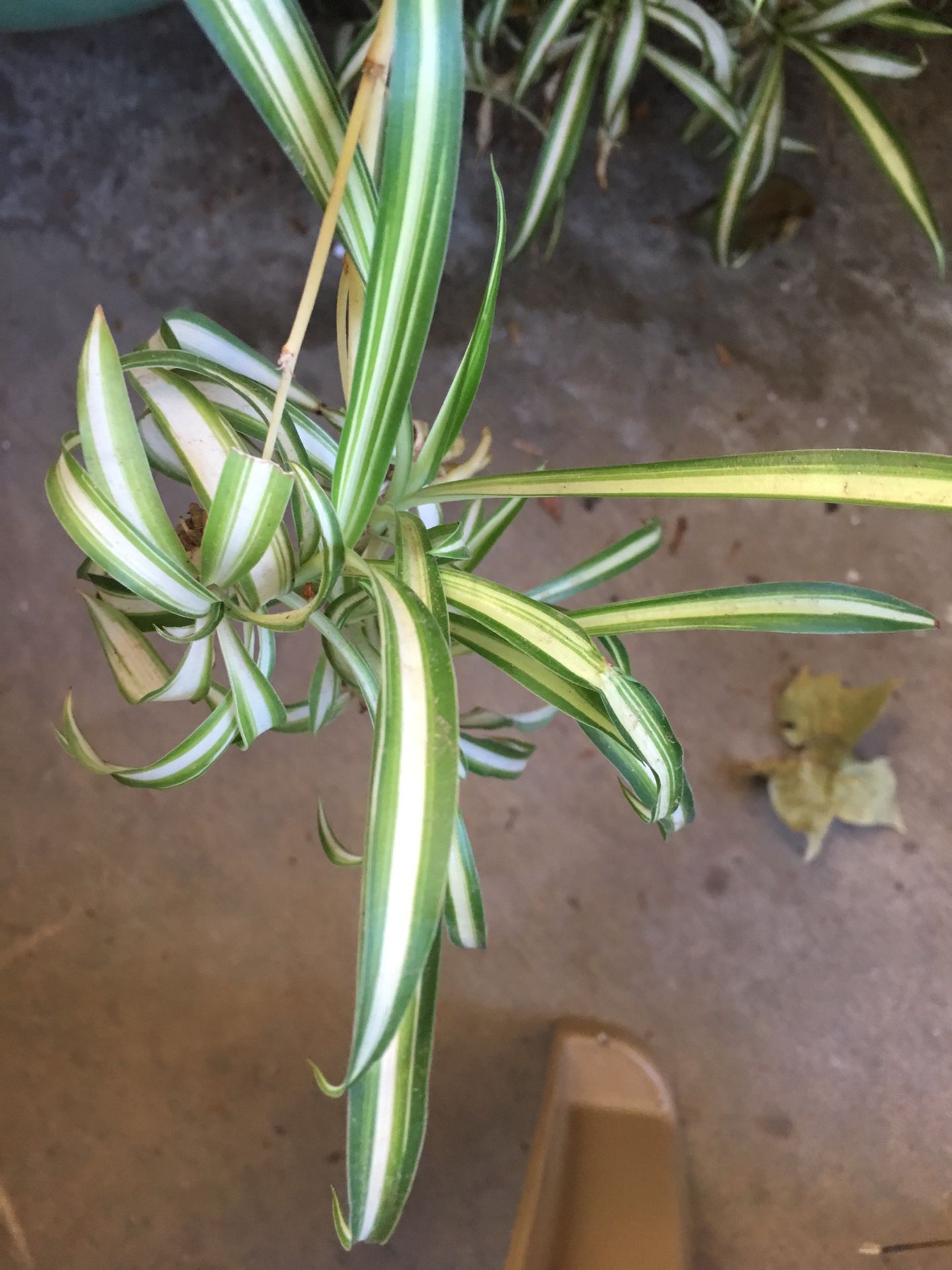 Free Spider Plant Clippings