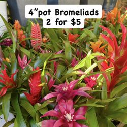Plants (4”pot🩷Bromeliads 2 for $5💕