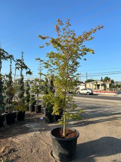 Sango kaku Japanese maple