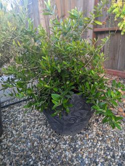 Fruitless Little Ollie Dwarf
Olive Trees"..on second
picture.....Hablo Espanol
$45