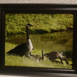 Goose Family 