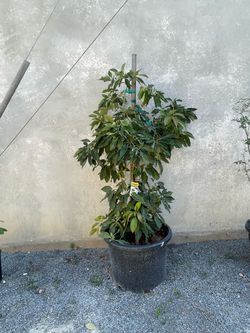 “Little Cado” Dwarf Avocado Tree