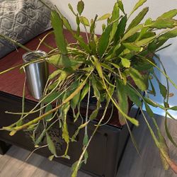 Epiphyllum Oxypetalum (Queen of The Night)