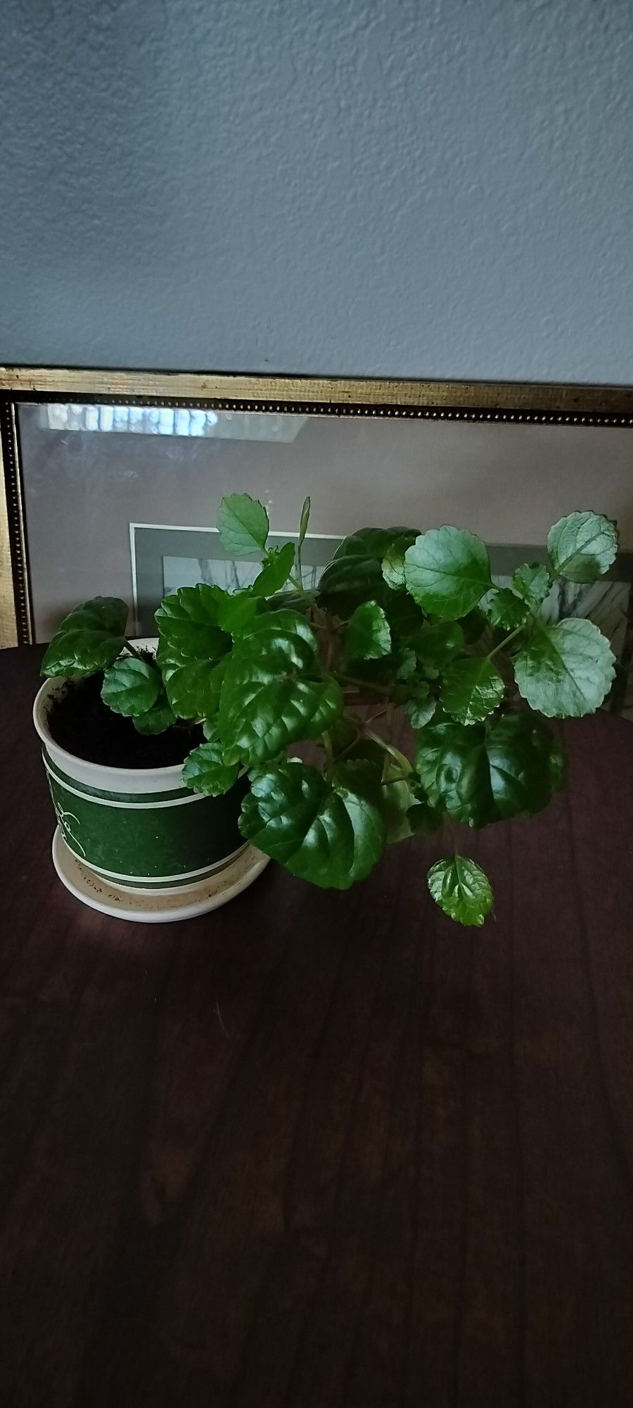 Swedish Ivy Plant (See Details)