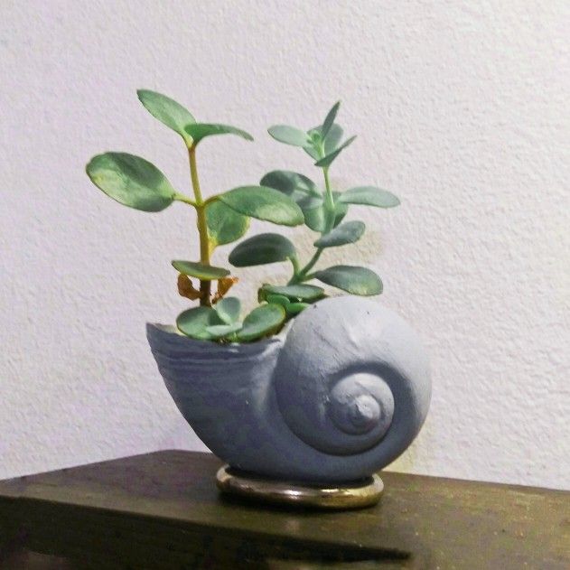 Succulent Shell Planters