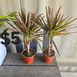 Dracaena 