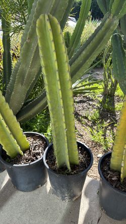 Peruvian Apple cactus