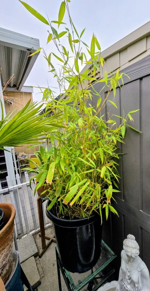Beautiful Bamboo Bush