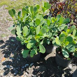 Clusia Hedges 3gl $4.50