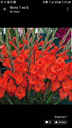 gladiolus plant mix