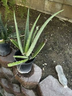 Aloe Vera Plants $5 Each