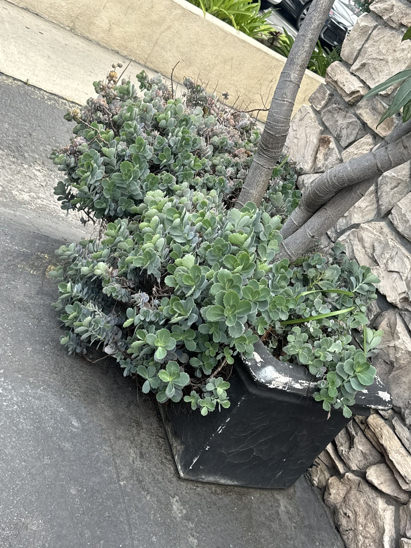 Chicken Plant Or Best Offer