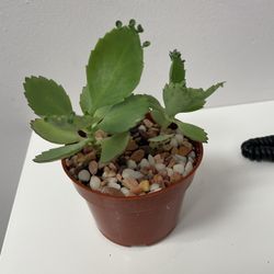 Mother Of Thousand Plant $5 Each With Pot Choices 