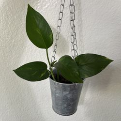 Golden Pothos 