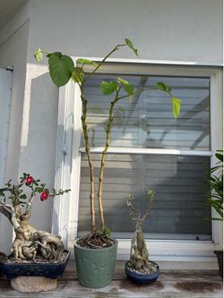 Tropical plant bonsai