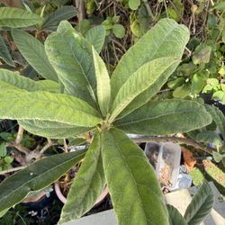 Organic Loquats plant 有机枇杷树