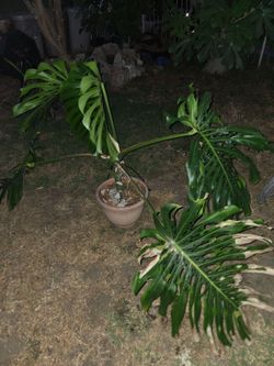 Monstera Deliciosa