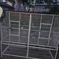 Bird Cage 