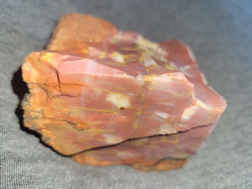 Petrified Wood 🪵