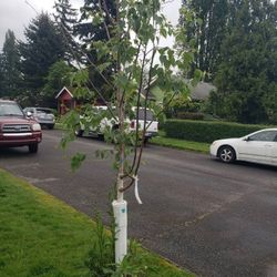 Beautiful Landscaping Trees