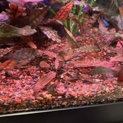 Cryptocoryne Wendtii X6