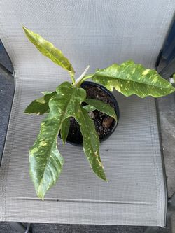 Philodendron Ring Of Fire 