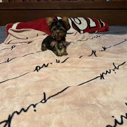 49ers Blanket