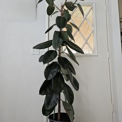 Rubber Plant 6ft 