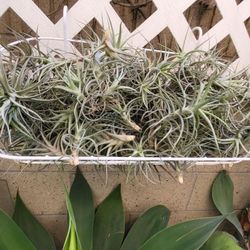 10 Airplants 2”-3” , Succulents For Your Project