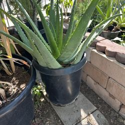 Aloe Vera Plant