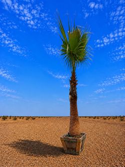 Large Fan Palm