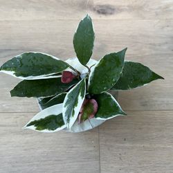 Hoya Tricolor Carnosa Krimson Queen Live Houseplant with 3” Pot