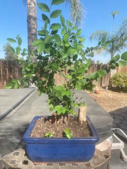 bonsai plants on sale $40 each bonsai plants on sale $40