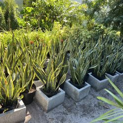 Snake Plants In 3 gls Pot. SPECIAL PRICE🤩