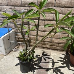 Plumeria Pink And White