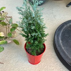Small Plant Cypress Or Tree Not Sure