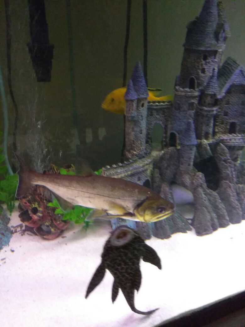 Vampire fish