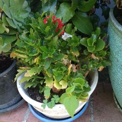 Florist Kalanchoe/Widow's-Thrill/Flaming Katy Succulent Plant
