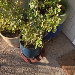 Mini Rose Plant + Ceramic Pot