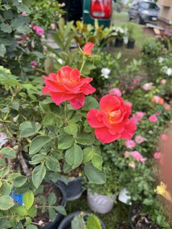 Hemosas Flores Para Celebrar El Día De Las Madres