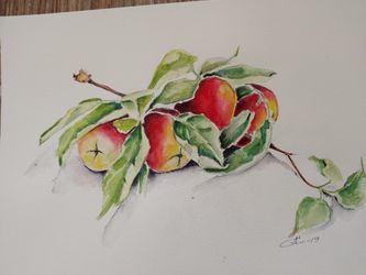 Watercolor painting , still life with apples 11x14