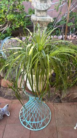 Pony tail palm in decorative pot